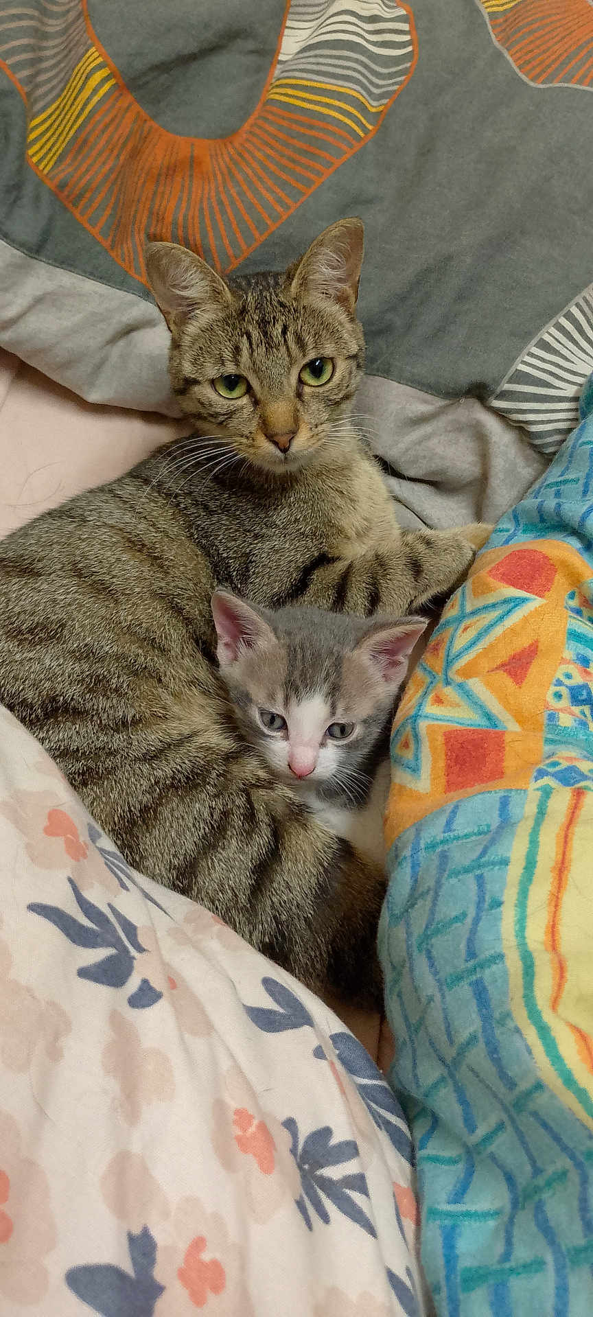 Mimi Et Amour a rejoint le concours — aidez-le/la à gagner de superbes lots ! cat, kitten, tabby, gray_cat, white_cat, pet, animal, feline, cozy, blanket, patterned_blanket, indoor, resting, cute, snuggling, domestic_animal, fur, whiskers, ears, sleepy