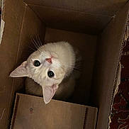 Apricot is registered to the contest to win money with this photo: cat, cardboard_box, curious, looking_up, indoor, pet, feline, whiskers, ears, fur, floor, patterned_rug, close_up, animal, cute, domestic_cat, brown, white, box, eyes