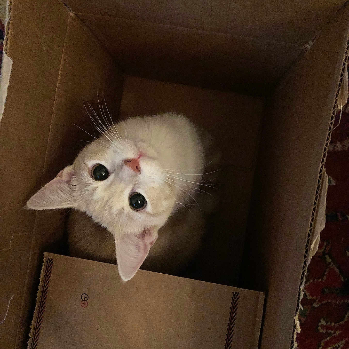 Apricot is registered to the contest to win money with this photo: animal, box, brown, cardboard_box, cat, close_up, curious, cute, domestic_cat, ears, eyes, feline, floor, fur, indoor, looking_up, patterned_rug, pet, whiskers, white