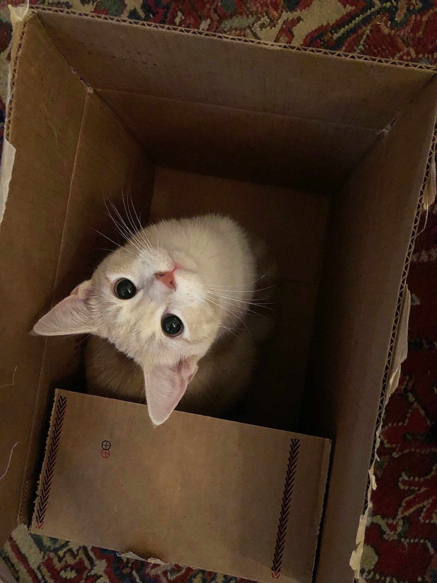 Apricot is registered to the contest to win money with this photo: cat, cardboard_box, curious, looking_up, indoor, pet, feline, whiskers, ears, fur, floor, patterned_rug, close_up, animal, cute, domestic_cat, brown, white, box, eyes