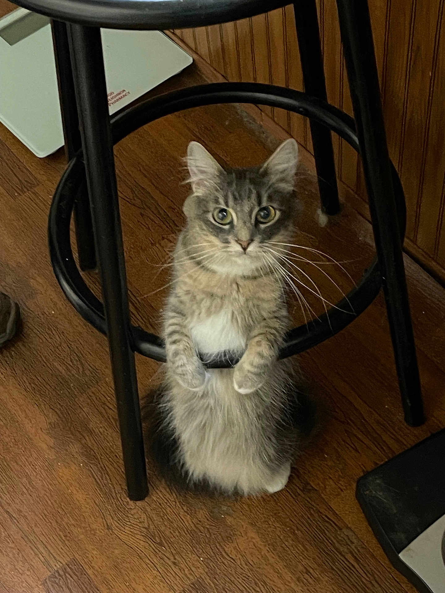 Ellen