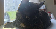 Kiggy joined the competition — help win amazing prizes! black_cat, cat, feline, pet, animal, sitting, loaf_position, indoors, window, sunlight, sunbeam, fur, whiskers, ears, eyes, portrait, closeup, relaxed, desk, home