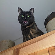 Kiggy is registered to the contest to win money with this photo: cat, black_cat, green_eyes, open_mouth, ears, whiskers, fur, animal, pet, portrait, indoor, home, wooden_door, wood, doorway, ceramic_pots, guarding, dramatic, funny_expression, photography