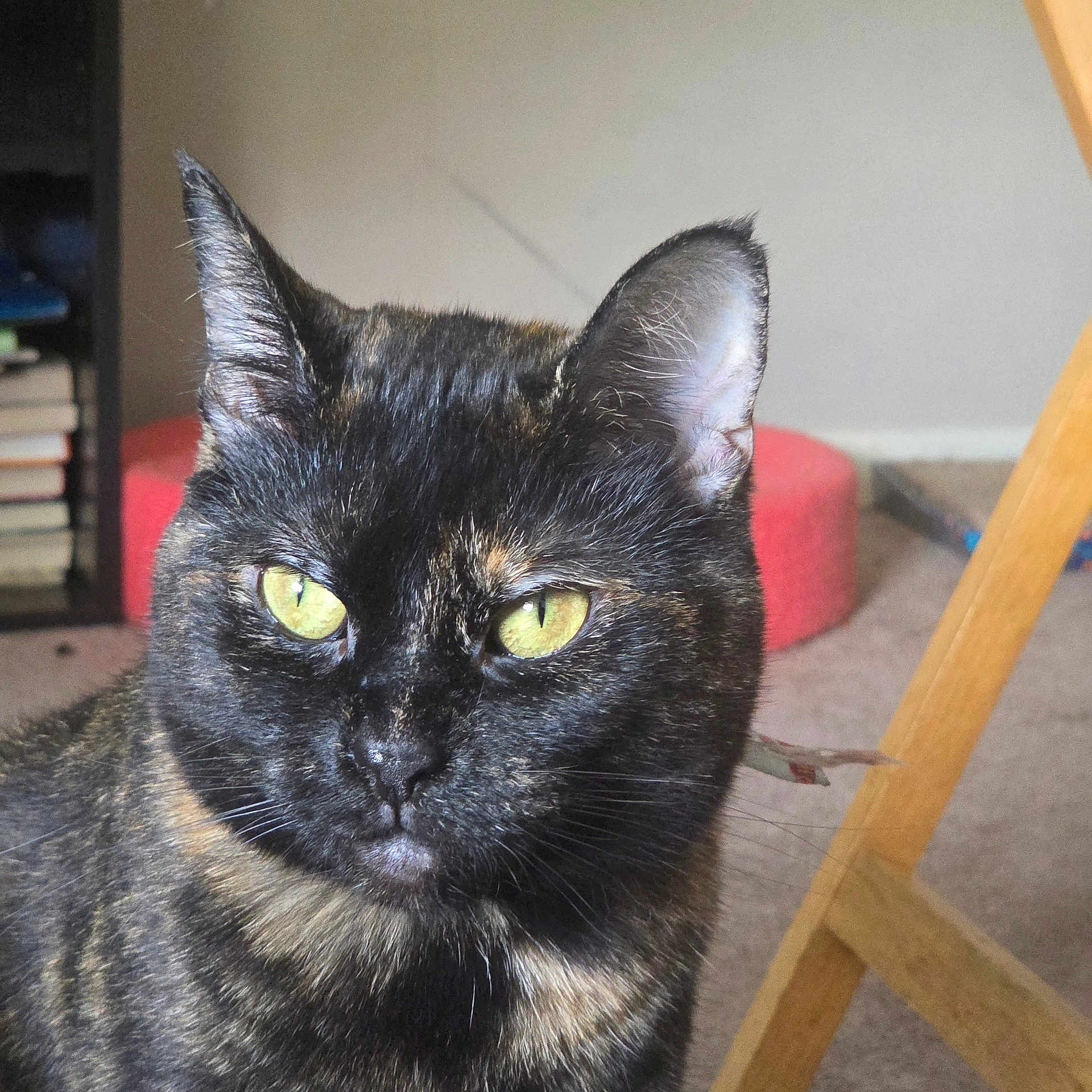Kiggy joined the competition — help win amazing prizes! cat, tortoiseshell, black_cat, green_eyes, animal, pet, feline, close_up, portrait, whiskers, ears, fur, indoors, home, books, furniture, cushion, seated, alert, photography