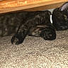 Kiggy is registered to the contest to win money with this photo: cat, cats, tortoiseshell, dark_fur, animal, pet, lying_down, lounging, carpet, floor, wooden_table, indoors, home, furniture, collar, yellow_eyes, relaxed, sleeping, cuddling, photography