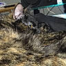 cat, tortoiseshell, feline, pet, animal, golden_eyes, close_up, portrait, fur, whiskers, ears, lying_down, relaxed, indoor, blanket, cozy, home, black_fur, brown_fur, dramatic_stare