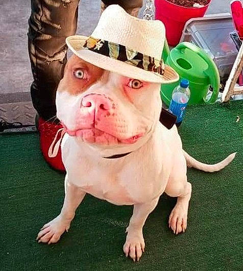 Dank joined the competition — help win amazing prizes! bulldog, carnivore, collar, companion_dog, dog, dog_breed, dog_collar, fashion_accessory, fawn, fedora, flooring, grass, hat, leash, snout, sporting_group, sun_hat, toy_dog, working_animal, wrinkle