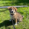Bonny participe au concours pour gagner de l'argent avec cette photo : puppy, dog, grass, leash, collar, outdoor, pet, animal, young, cute, sunlight, nature, sitting, brown, white, fur, small, cute_pet, canine, daylight