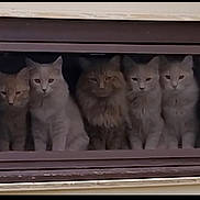 Lj Fxy Lulu Grwlr Br is registered to the contest to win money with this photo: animal, beige, brown, cat, curious, ears, eyes, face, feline, fur, glass, group, house, indoor, looking, pets, reflection, sitting, whiskers, window