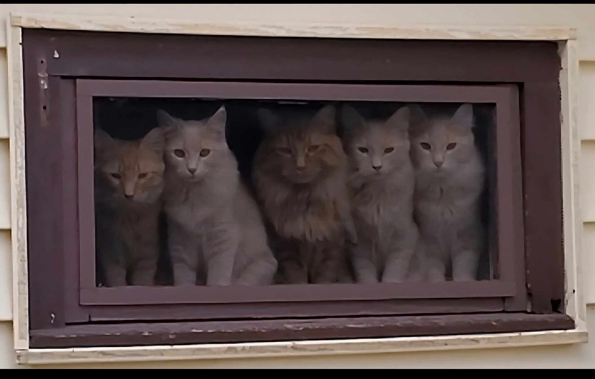 Lj Fxy Lulu Grwlr Br