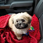 Colbie joined the competition — help win amazing prizes! adorable, animal, car_interior, car_seat, companion, cozy, cute, dog, domestic_animal, fluffy, fur, indoor, leather_seat, looking_up, pet, puppy, red_blanket, seat_belt, small_dog, young_dog