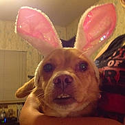 Cinnamon is registered to the contest to win money with this photo: animal, brown_dog, bunny_ears, canine, close_up, companion, costume, cute, dog, domestic_animal, ears, expression, face, funny, furry, indoor, person_holding, pet, portrait, whiskers