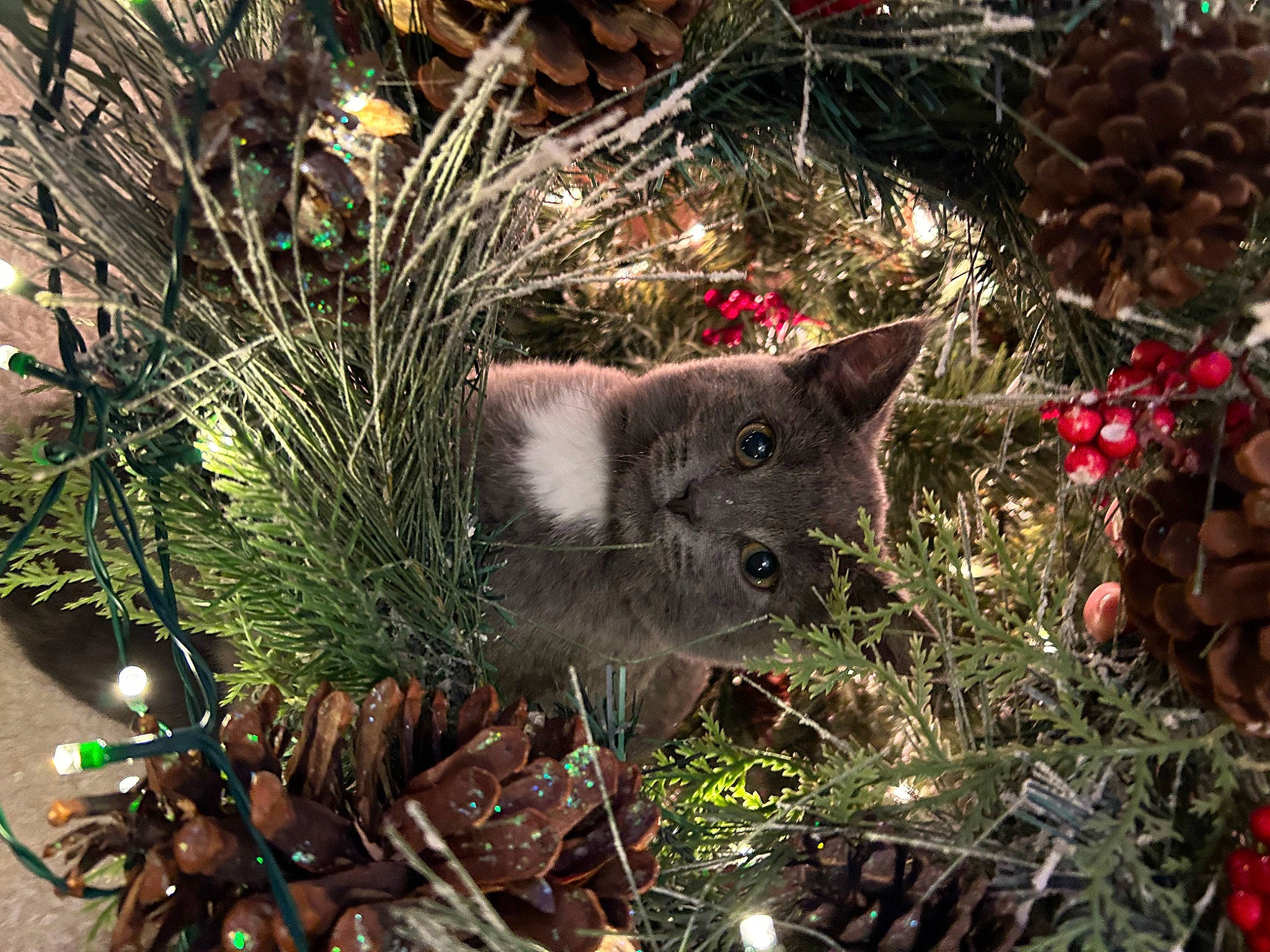 Grayson is registered to the contest to win money with this photo: branch, carnivore, cat, christmas, christmas_decoration, christmas_ornament, christmas_tree, evergreen, fawn, felidae, grass, groundcover, holiday_ornament, ornament, plant, shortstraw_pine, small_to_medium_sized_cats, terrestrial_plant, twig, whiskers