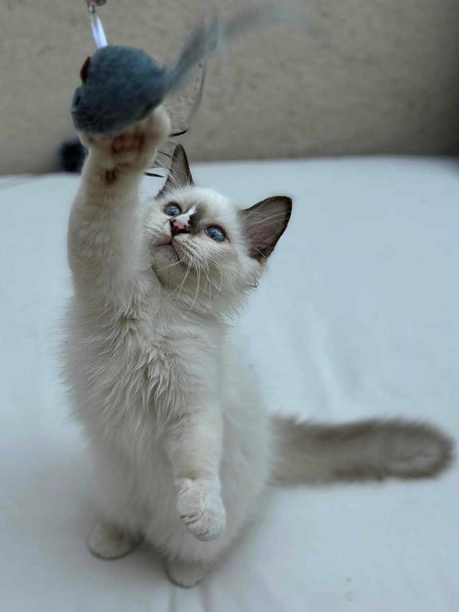 Apo a rejoint le concours — aidez-le/la à gagner de superbes lots ! animal, blue_eyes, cat, curious, cute, domestic_cat, feline, fluffy, indoor, kitten, paw, pet, playing, small_animal, soft_background, toy_mouse, upward_gaze, whiskers, white_fur, young_cat