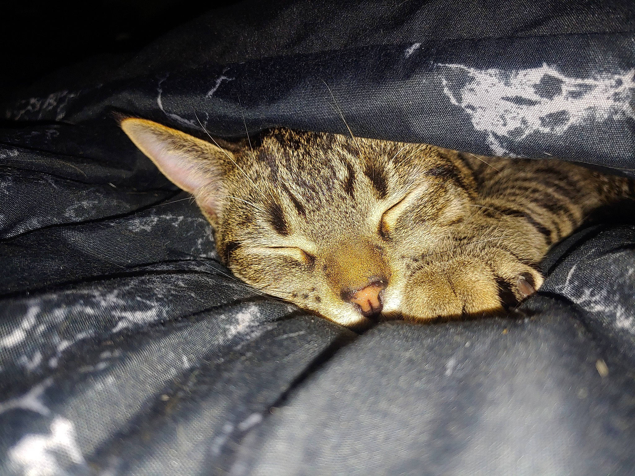 Leo is registered to the contest to win money with this photo: carnivore, cat, claw, close_up, comfort, darkness, domestic_short_haired_cat, felidae, fur, nap, paw, sleep, small_to_medium_sized_cats, tail, terrestrial_animal, whiskers, wildlife