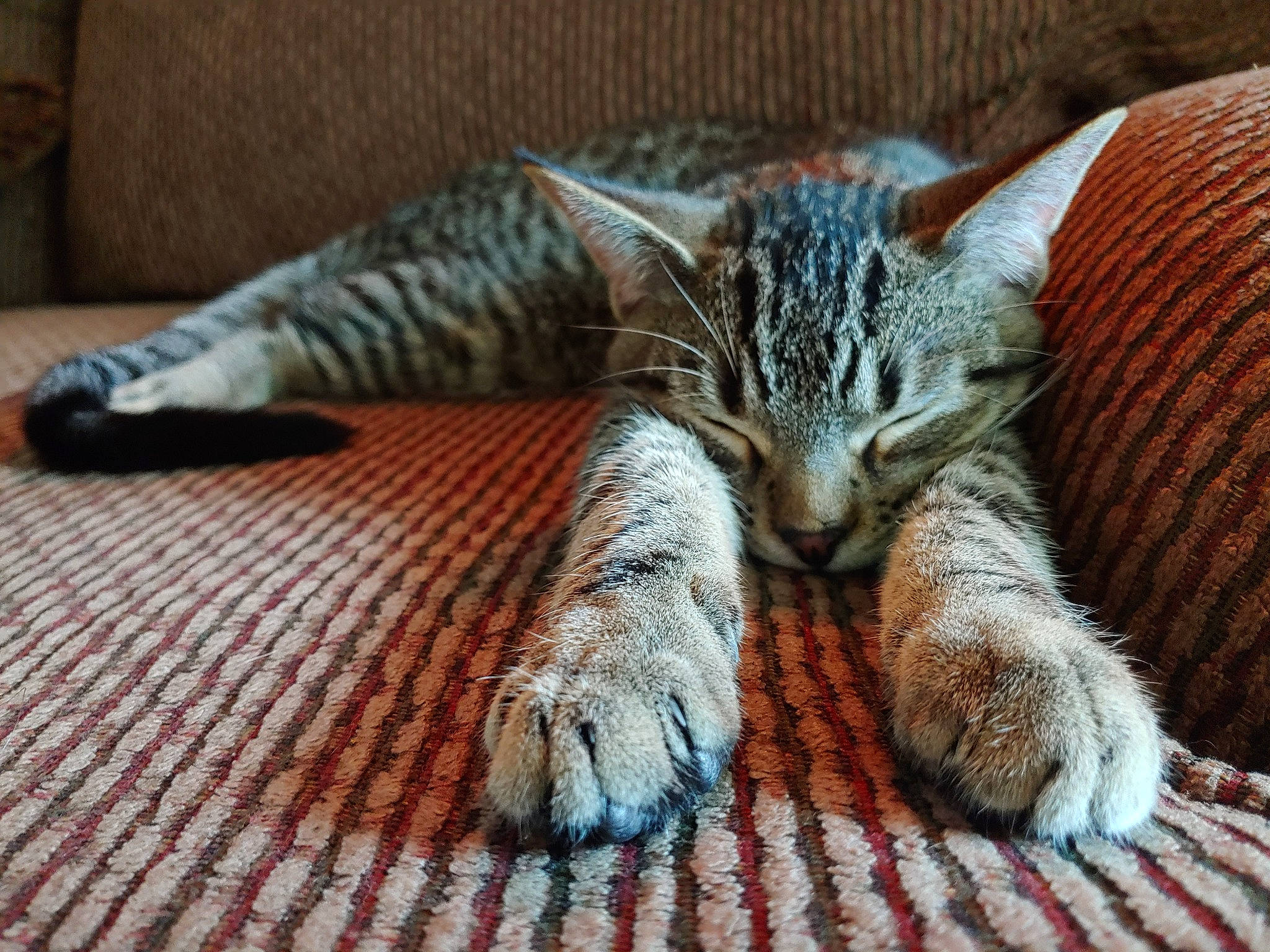 Leo is registered to the contest to win money with this photo: carnivore, cat, claw, comfort, domestic_short_haired_cat, felidae, flooring, foot, fur, hardwood, nap, paw, sleep, small_to_medium_sized_cats, snout, tail, terrestrial_animal, whiskers, wildlife, wood