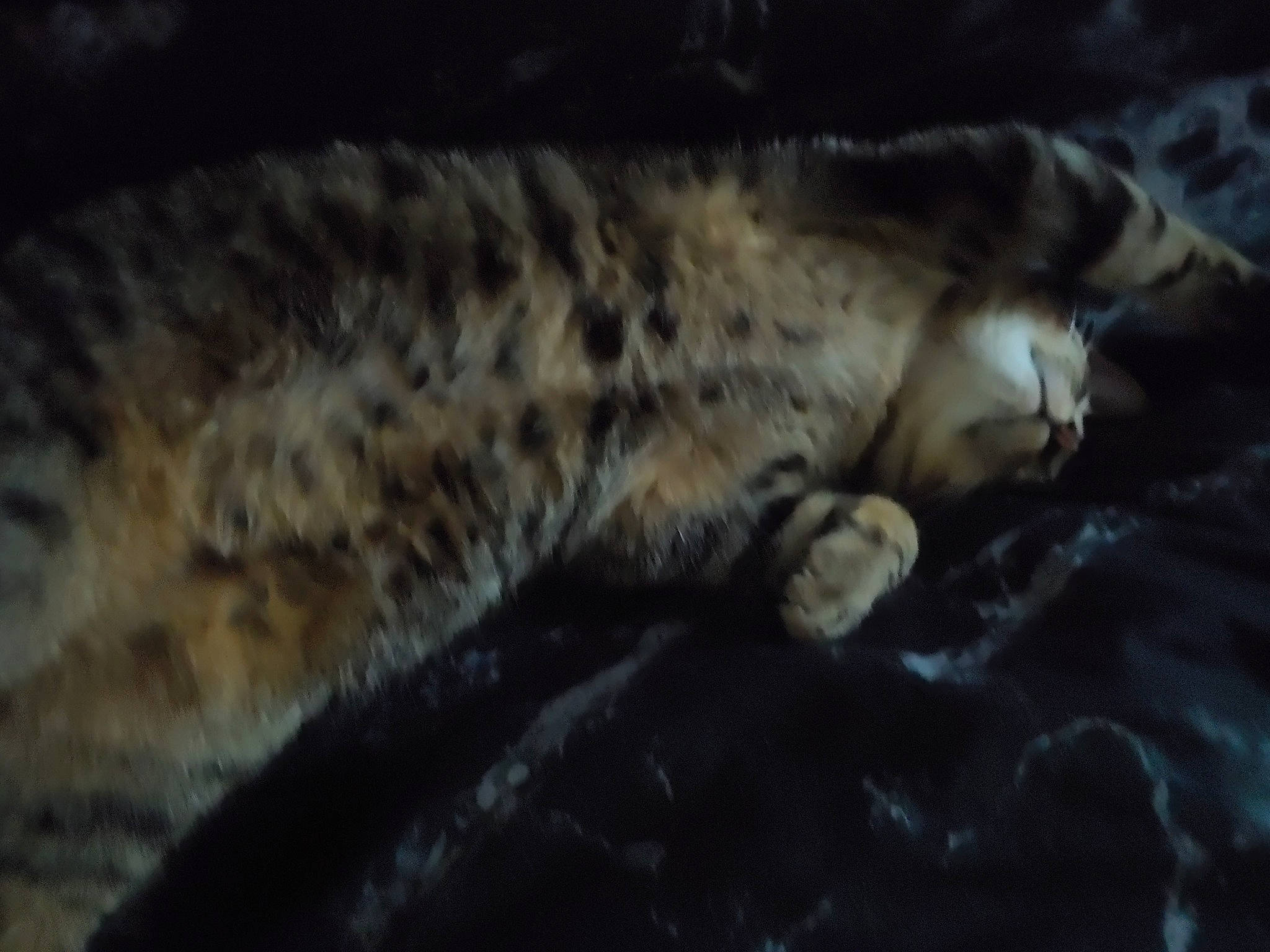 Leo is registered to the contest to win money with this photo: carnivore, cat, claw, darkness, domestic_short_haired_cat, felidae, fur, night, paw, sleep, small_to_medium_sized_cats, tail, terrestrial_animal, water, whiskers, wildlife