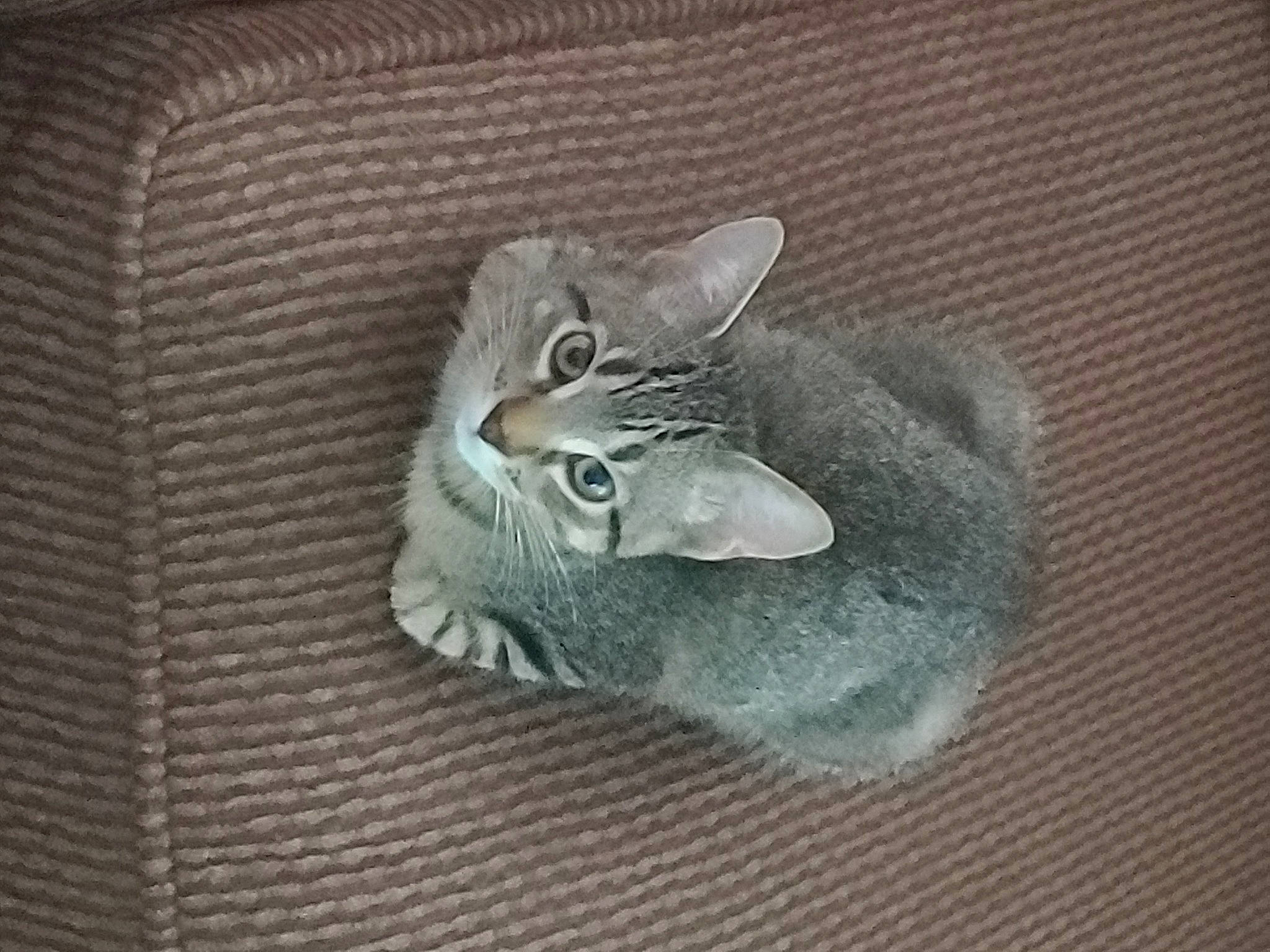 Leo is registered to the contest to win money with this photo: art, carnivore, cat, claw, domestic_short_haired_cat, felidae, fur, grey, metal, paw, small_to_medium_sized_cats, snout, tail, whiskers, window, wood