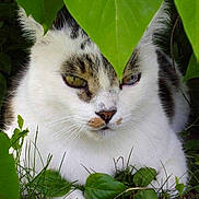 Bandit participe au concours pour gagner de l'argent avec cette photo :