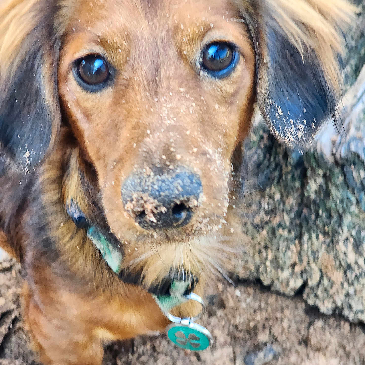 Sebastian joined the competition — help win amazing prizes! accessories, alloywheel, animal, beagle, bodypart, canine, car, carwheel, cockerspaniel, dog, hound, machine, mouth, person, pet, puppy, rock, snout, spoke, strap