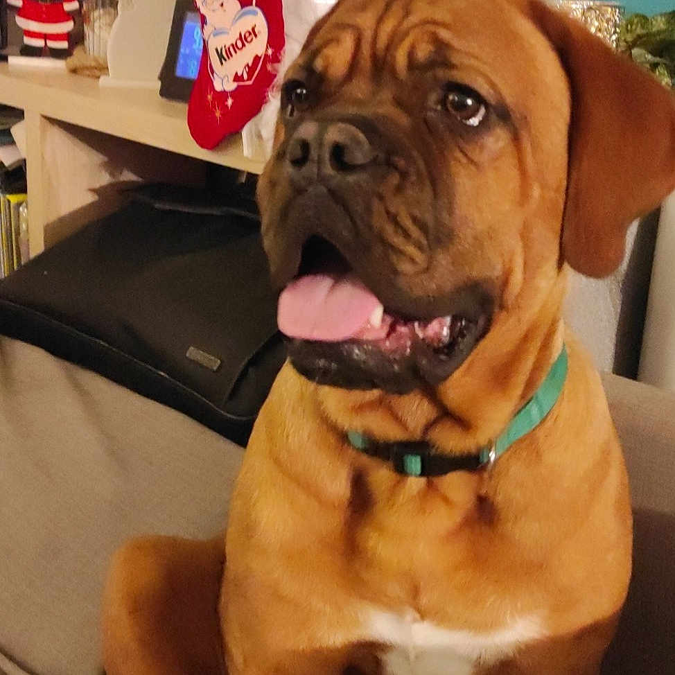 Savana a rejoint le concours — aidez-le/la à gagner de superbes lots ! bulldog, canidae, carnivore, chair, collar, companion_dog, dog, dog_breed, dog_collar, fawn, flooring, fur, liver, molosser, shar_pei, snout, sporting_group, working_animal, working_dog, wrinkle