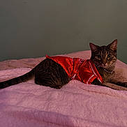 Zilla is registered to the contest to win money with this photo: cat, tabby, pet, animal, fur, whiskers, eyes, bed, blanket, red_clothing, costume, indoor, relaxed, cute, feline, soft_texture, collar, resting, looking, domestic