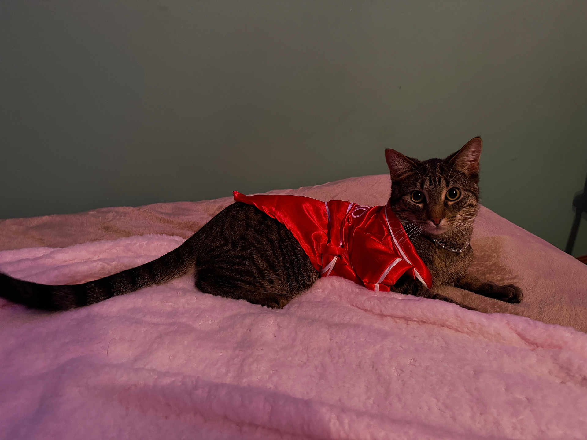 Zilla is registered to the contest to win money with this photo: cat, tabby, pet, animal, fur, whiskers, eyes, bed, blanket, red_clothing, costume, indoor, relaxed, cute, feline, soft_texture, collar, resting, looking, domestic