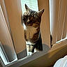 cat, tabby, window, blinds, indoor, curious, pet, animal, feline, whiskers, ears, paws, sill, light, shadow, home, house, vertical_blinds, looking, mischievous