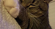 Mojo joined the competition — help win amazing prizes! cat, tabby_cat, sleeping, paw, blanket, texture, cozy, indoor, feline, fur, whiskers, resting, relaxation, closeup, cute, pet, animal, soft, comfort, warm