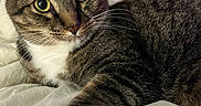 Mojo is registered to the contest to win money with this photo: animal, bed, cat, closeup, cozy, curious, domestic, eyes, feline, fur, indoor, paw, pet, portrait, relaxed, resting, soft, stretching, tabby, whiskers