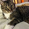 cat, tabby, pet, animal, feline, whiskers, bed, indoor, closeup, relaxed, stretching, curious, soft, fur, paw, domestic, cozy, eyes, portrait, resting