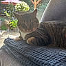 cat, tabby_cat, pet, indoor, blanket, chair, furniture, window, garden, flowers, umbrella, plant, greenery, relaxing, animal, domestic_animal, whiskers, fur, resting, cozy