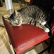Mojo is registered to the contest to win money with this photo: cat, tabby_cat, chair, red_leather, indoor, pet, animal, feline, yellow_eyes, white_paws, wooden_floor, relaxed, alert, night, window, furniture, resting, domestic_cat, close_up, household