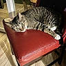 cat, tabby_cat, chair, red_leather, indoor, pet, animal, feline, yellow_eyes, white_paws, wooden_floor, relaxed, alert, night, window, furniture, resting, domestic_cat, close_up, household