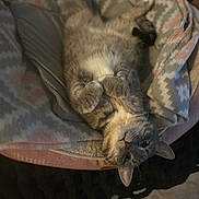 Jojo joined the competition — help win amazing prizes! cat, tabby, gray_cat, pet, animal, blanket, cozy, relaxed, indoor, fur, whiskers, paws, lying_down, cute, sleepy, soft_lighting, patterned_blanket, feline, domestic_cat, resting
