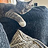 Jojo joined the competition — help win amazing prizes! cat, tabby, paw, couch, indoor, relaxed, feline, pet, window, light, cozy, furniture, home, resting, fur, whiskers, ear, nose, texture, cushion