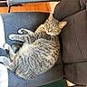 Jojo joined the competition — help win amazing prizes! cat, tabby_cat, pet, feline, indoor, chair, office_chair, couch, wooden_floor, sunlight, fur, yellow_eyes, relaxed, looking_at_camera, home, cozy, animal, whiskers, paw, resting
