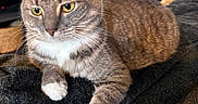 Jojo joined the competition — help win amazing prizes! cat, gray_tabby, white_paws, indoor, couch, blanket, striped_cushions, window_light, relaxed, pet, feline, whiskers, ears, alert, close_up, fur, domestic_animal, resting, cozy, home