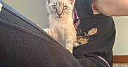 Mac is registered to the contest to win money with this photo: animal, black_pants, black_shirt, blue_eyes, carpet, casual_clothing, cat, close_up, companion, curious, cute, feline, floral_design, indoor, kitten, lap, light, person, pet, young_cat