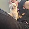 kitten, cat, blue_eyes, person, lap, indoor, casual_clothing, black_pants, black_shirt, floral_design, carpet, light, close_up, pet, cute, young_cat, animal, feline, companion, curious