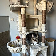 Mac is registered to the contest to win money with this photo: kitten, tabby_cat, cat_tree, cat_toys, indoor, pet, feline, playful, perched, lounging, beige, plush, scratching_post, multi_level, toy_ball, hanging_toy, curious, relaxed, household, animal