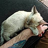 kitten, cat, sleeping, cuddle, arm, tattoo, hand, fur, pet, indoor, relaxing, cozy, animal, resting, closeup, paw, person, casual, comfort, sofa