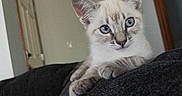Mac joined the competition — help win amazing prizes! kitten, cat, blue_eyes, fur, paw, lounging, curious, indoor, pet, animal, close_up, texture, soft_light, relaxed, portrait, whiskers, young, cute, domestic_cat, feline