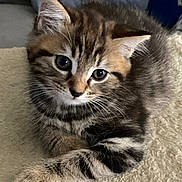 Bambou participe au concours pour gagner de l'argent avec cette photo : kitten, cat, feline, fluffy, tabby, brown_fur, gray_fur, white_fur, blue_eyes, whiskers, ears, paws, crossed_paws, lying_down, blanket, cozy, indoors, portrait, close_up, cute
