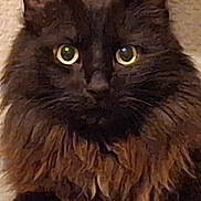 Kurama participe au concours pour gagner de l'argent avec cette photo : big_eyes, black_fur, cat, close_up, collar, ears, face, feline, fluffy, fur_texture, indoor, long_hair, looking_at_camera, majestic, nose, pet, portrait, sitting, whiskers, yellow_eyes