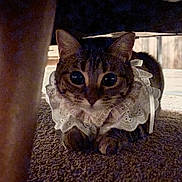 Shoom joined the competition — help win amazing prizes! cat, tabby, lace_collar, carpet, indoor, pet, animal, feline, cute, wide_eyes, close_up, under_furniture, brown, striped, domestic_cat, portrait, costume, playful, curious, resting