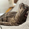 Nala participe au concours pour gagner de l'argent avec cette photo : cat, gray_tabby, blue_eyes, close_up, lying_down, fluffy_surface, pet, domestic_animal, whiskers, fur, relaxed, indoor, soft_texture, animal_portrait, mammal, cute, resting, side_view, feline, peaceful