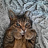 Nala participe au concours pour gagner de l'argent avec cette photo : cat, tabby, pet, animal, feline, whiskers, ears, paws, fur, blanket, texture, cozy, resting, cute, indoor, closeup, portrait, sleepy, relaxed, curious