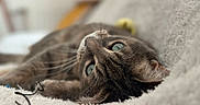 Nala participe au concours pour gagner de l'argent avec cette photo : cat, tabby, green_eyes, close_up, fluffy_surface, relaxed, indoor, pet, fur, whiskers, lying_down, cozy, soft_texture, animal, domestic_cat, portrait, cute, feline, resting, focus