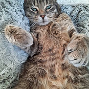 Nala a rejoint le concours — aidez-le/la à gagner de superbes lots ! cat, tabby, feline, pet, fur, whiskers, paws, blanket, cozy, relaxed, indoor, closeup, cute, animal, mammal, sleepy, resting, soft, comfortable, domestic